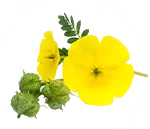 வெள்ளை மூஸ்லி